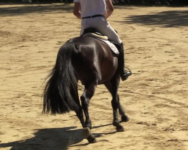 Reitturnier Seppenrade 2026