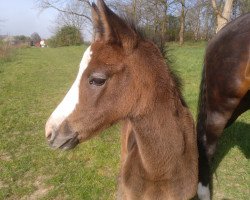 horse Amira (Westphalian, 2020, from Aviador)