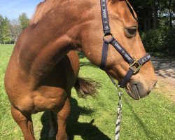 dressage horse Neptun (German Riding Pony, 2001, from Seven Mountain Natan)
