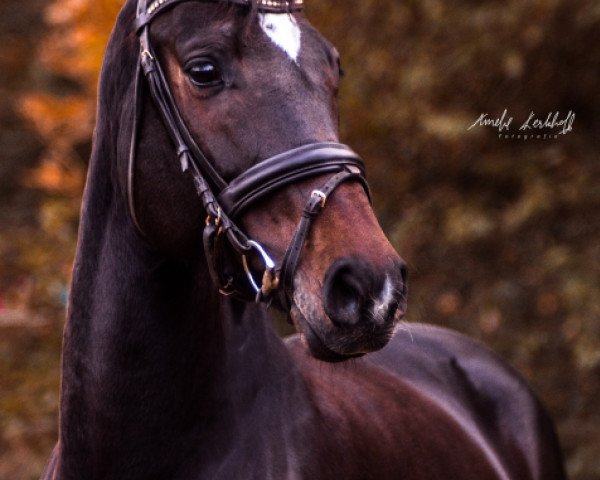 horse Chayas Demons (Rhinelander, 2013, from Chirivell)