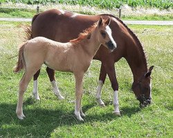horse Diva's little Lady (German Riding Pony, 2020, from Kastanienhof Donnertrommler)