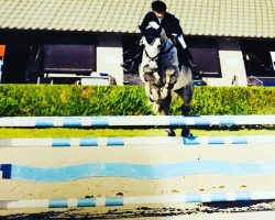 jumper Croque Moi D'Amour (Selle Français, 2012, from Radieux)