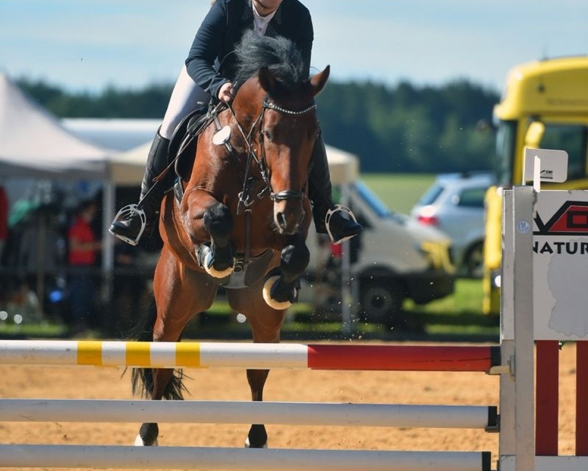 jumper Unesco T (German Sport Horse, 2014, from Ustinov)