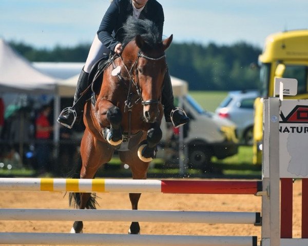 jumper Unesco T (German Sport Horse, 2014, from Ustinov)