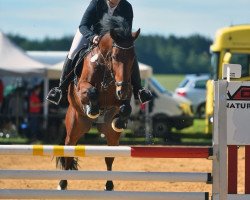 jumper Unesco T (German Sport Horse, 2014, from Ustinov)