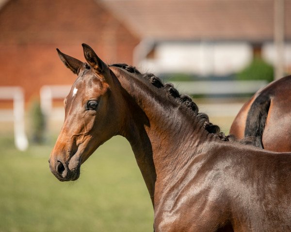 broodmare Clicquot (German Sport Horse, 2020, from Cadeau Noir)