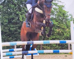 jumper Namica 5 (KWPN (Royal Dutch Sporthorse), 2012, from Namelus R)