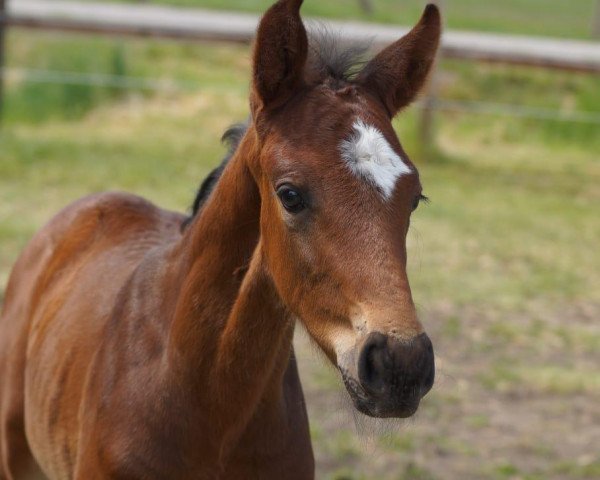 Springpferd Call me Mr. Charming SB (Westfale, 2020, von Comme il Faut)
