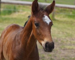Springpferd Call me Mr. Charming SB (Westfale, 2020, von Comme il Faut)