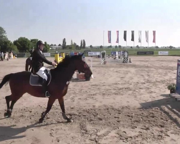 Großes Langenauer Reitturnier 2015