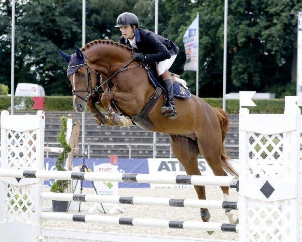 stallion Chacfly PS (Hanoverian, 2012, from Chacco-Blue) stallion Chacfly PS (Hanoverian, 2012, from Chacco-Blue)