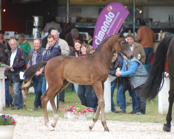 broodmare Francesca (Westphalian, 2013, from Franziskus FRH)