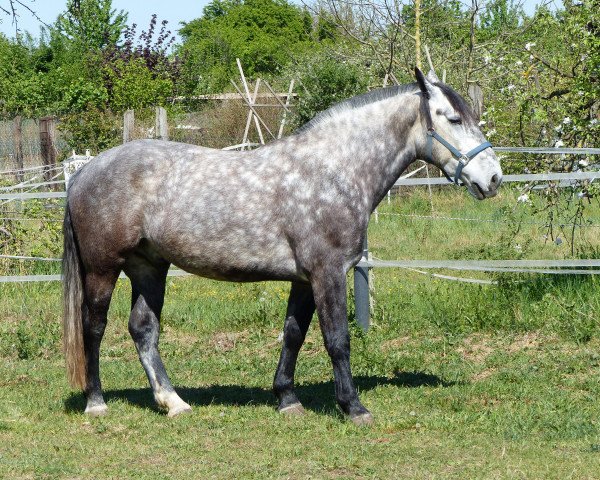 Pferd Black (Schlesier, 2014, von R-Edison) Pferd Black (Schlesier, 2014, von R-Edison)