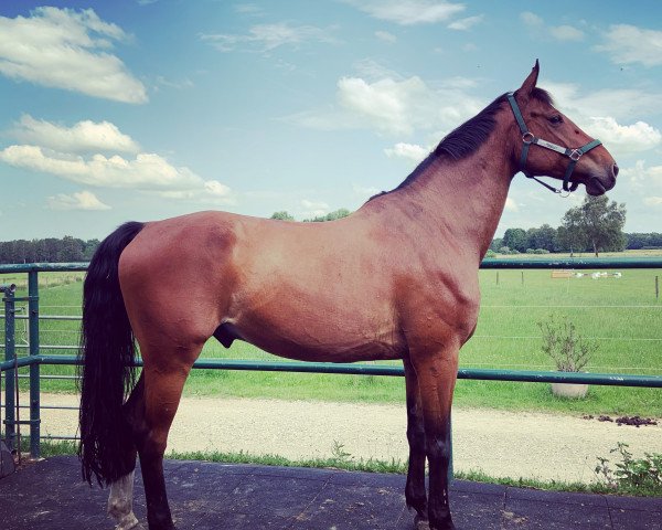 Pferd Paldino T (Rheinländer, 2008, von Pay Cash)