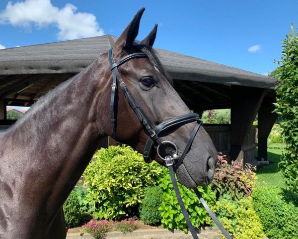 dressage horse Pennsylvania 40 (Westphalian, 2015, from Potential)