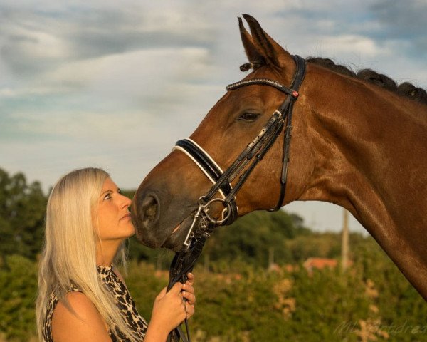 dressage horse Frimeur 2 (Oldenburg, 2007, from First Junior)