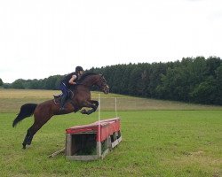 broodmare Salt 'n Pepper 2 (Zweibrücken, 2012, from Shirkan Z)