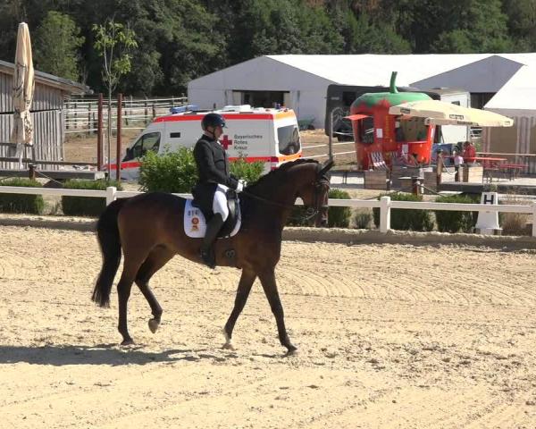 Zawody jeździeckie Brünst/Mfr. 2026