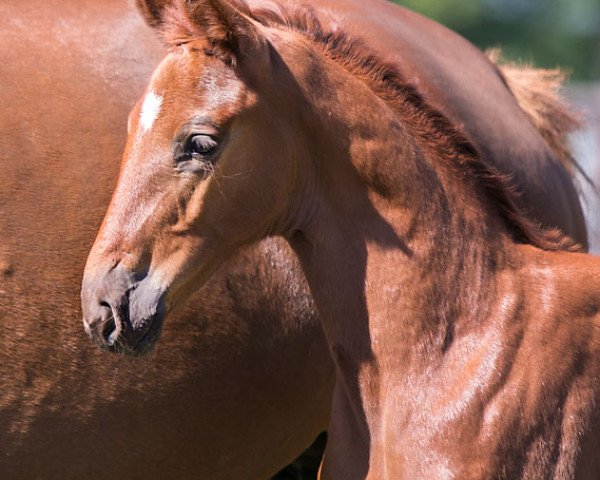 horse Venice WS (Westphalian, 2020, from Vaderland OLD)