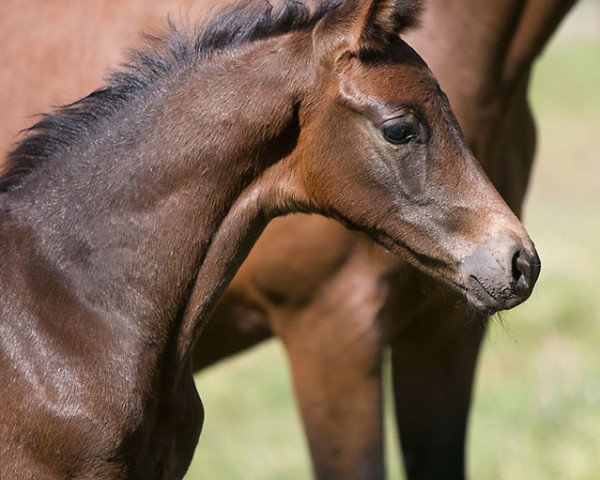 horse Millennia WS (Westphalian, 2020, from E.H. Millennium)