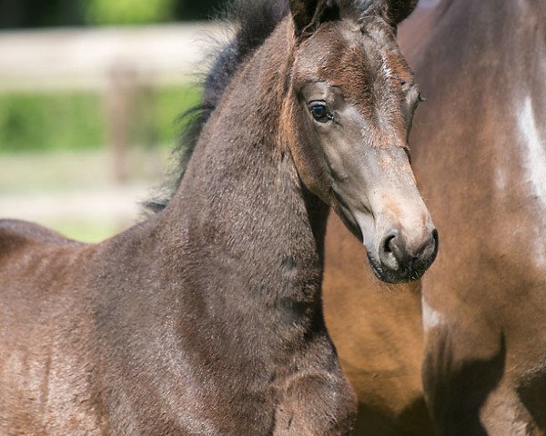 horse True Love WS (Westphalian, 2020, from Glock's Toto Jr.)