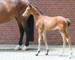 horse Zarottie (Westphalian, 2020, from Zinedine)