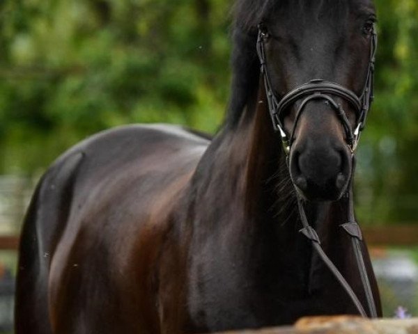 Springpferd Diadoro du Record (Schweizer Warmblut, 2014, von Diarado)