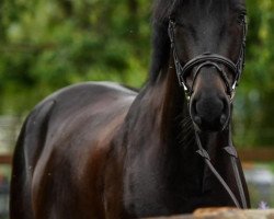 jumper Diadoro du Record (Swiss Warmblood, 2014, from Diarado)