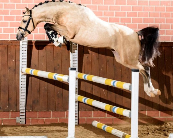 Cavallo da salto Monty Python HJ (Pony da Sella Tedesco, 2015, di Malibu Beach Boy) Cavallo da salto Monty Python HJ (Pony da Sella Tedesco, 2015, di Malibu Beach Boy)