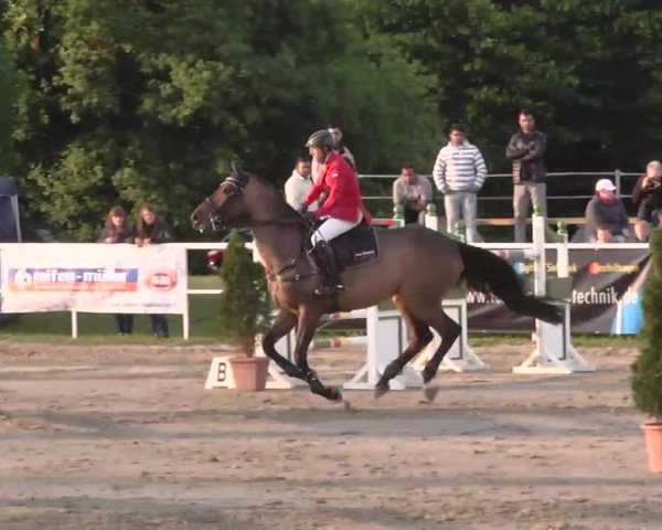 Großes Langenauer Reitturnier 2015