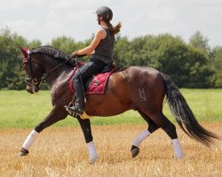 dressage horse Olvido N (Pura Raza Espanola (PRE), 2008, from Fenicio-N)