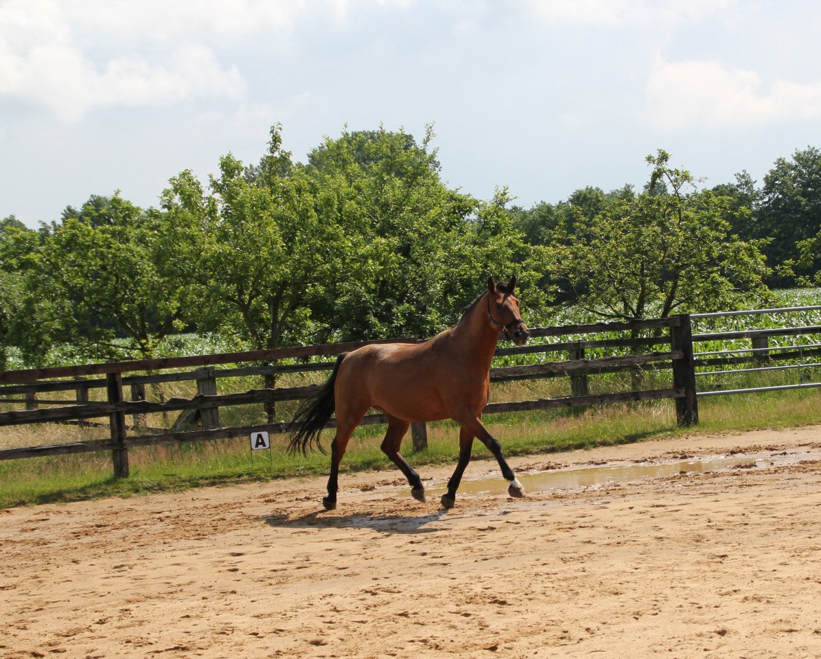 horse Avalon S (Westphalian, 2002, from Aquilino)