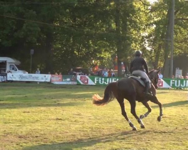 Pfingst - Dressur und Springturnier Borken 2015
