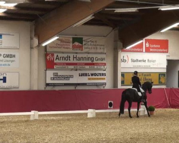 Pfingst - Dressur und Springturnier Borken 2015