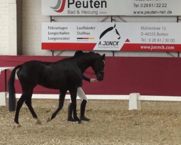 Pfingst - Dressur und Springturnier Borken 2015