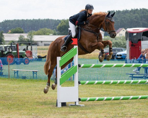 jumper Campino 281 (Hanoverian, 2003, from Couleur Rubin) jumper Campino 281 (Hanoverian, 2003, from Couleur Rubin)