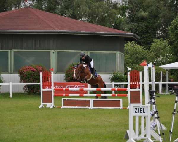 Springpferd Abby 73 (Deutsches Reitpferd, 2012)