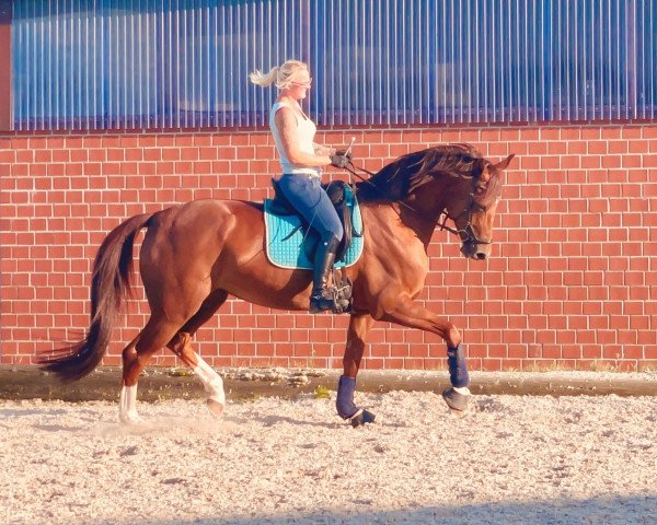 broodmare Fashion Line (Hanoverian, 2008, from Fidertanz)