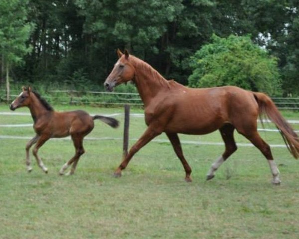 broodmare Primaballerina (Westphalian, 1992, from Parademarsch I)