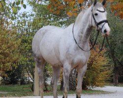 Springpferd Storgaards Columbine (Dänisches Warmblut, 2009, von Colman)