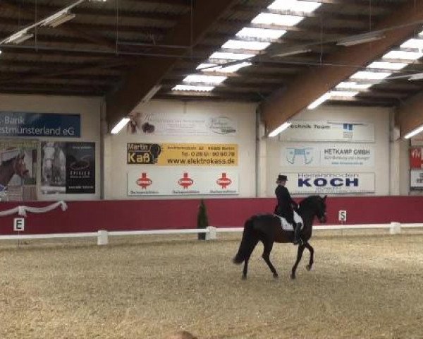 Pfingst - Dressur und Springturnier Borken 2015