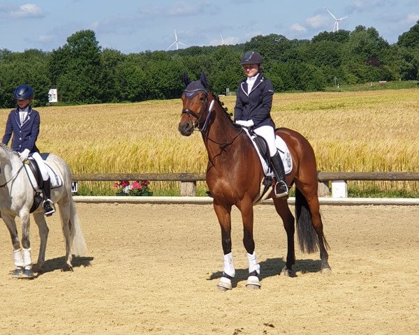 dressage horse Call me Casanova (Hanoverian, 2013, from Concetto)