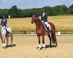 dressage horse Call me Casanova (Hanoverian, 2013, from Concetto)