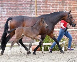 horse Florence by Samarant (Westphalian, 2020, from Fürst Samarant)