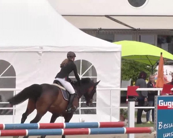 Großes Langenauer Reitturnier 2015