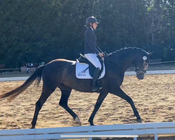 dressage horse Dalino 15 (German Sport Horse, 2016, from DeLorean)