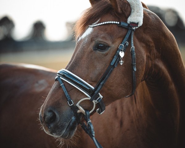 Dressurpferd Waterlou 5 (KWPN (Niederländisches Warmblut), 2009, von Westpoint)