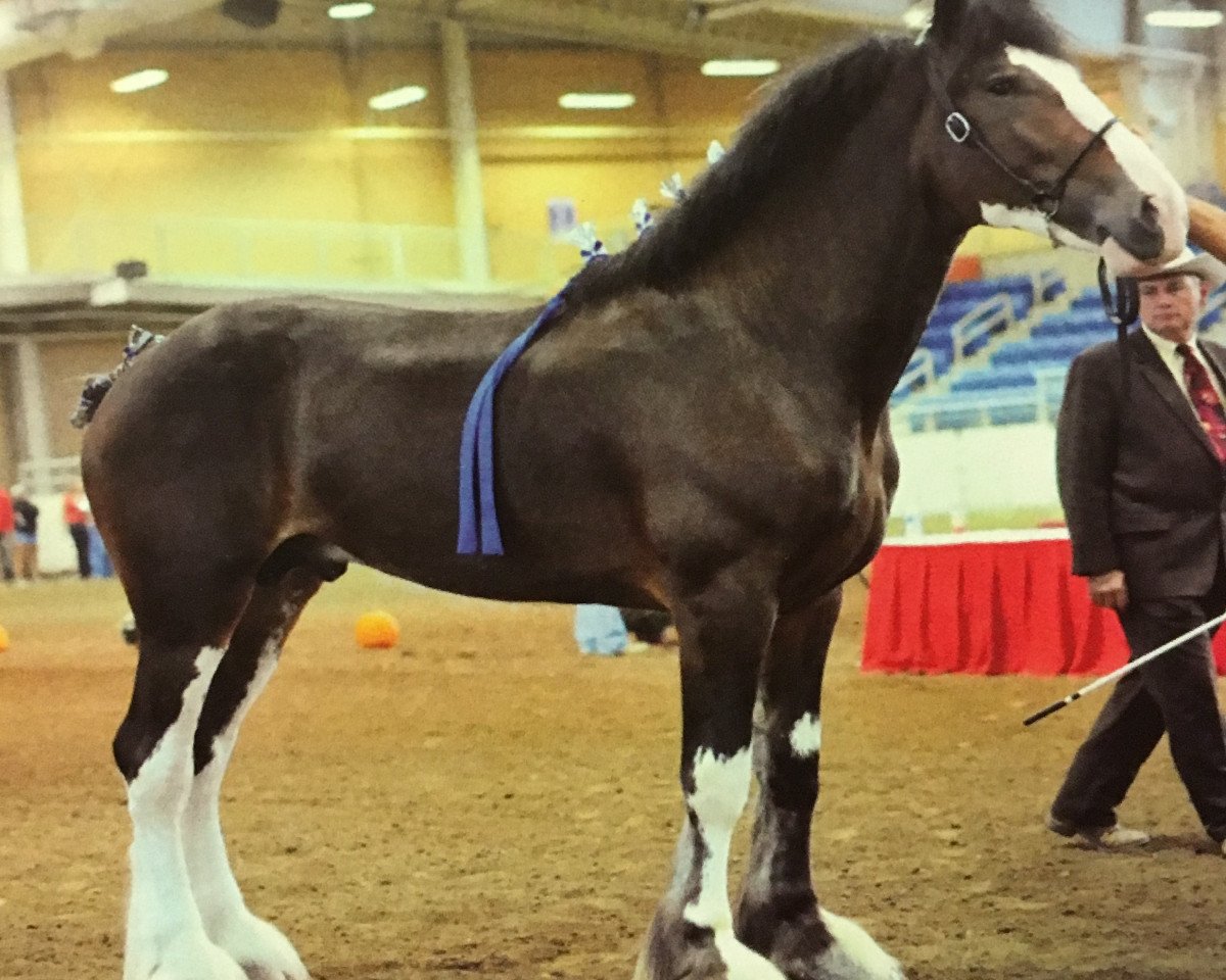 stallion Ridgeview's Royal Commander (Clydesdale, 2012, from Ozark's Royal Cornerstone)
