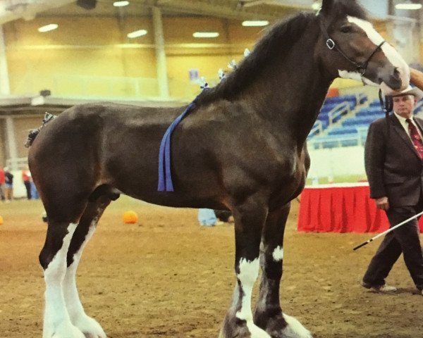 stallion Ridgeview's Royal Commander (Clydesdale, 2012, from Ozark's Royal Cornerstone)
