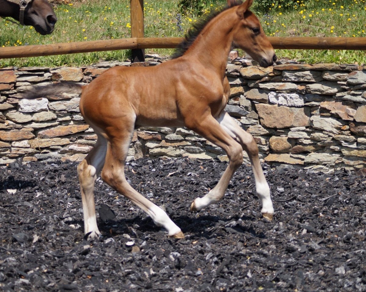 horse Cadoc HS (Oldenburg show jumper, 2018, from Conthargos)